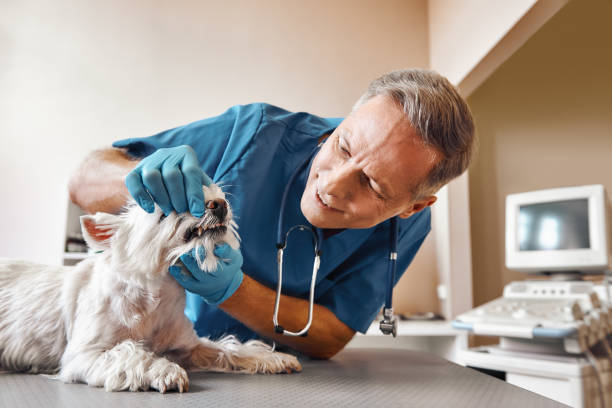 Best Weekend Emergency Dentist in Enumclaw, WA